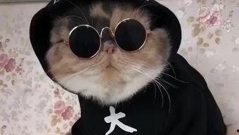 吃瓜娱乐的喵哥是谁啊